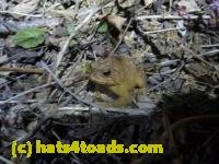 /home//u458753944/public_html/sourcegallery//////Roxborough Toad Detour/2013-2019/2013/2013-04-09/P1120053.JPG